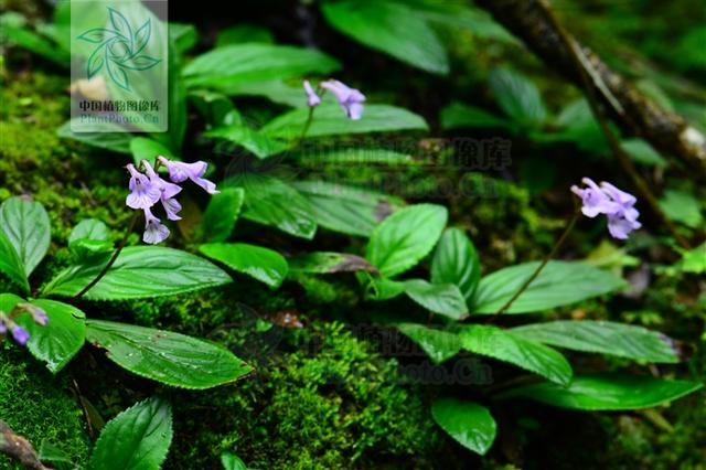 别名东南长蒴苣苔,石麻婆子草,石芥菜.