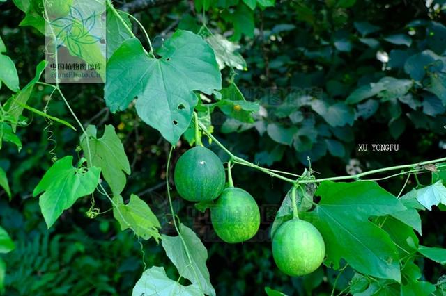 采时,用剪刀在距果实15cm处,连茎剪下,悬挂通风干燥和晾干,即成全瓜蒌