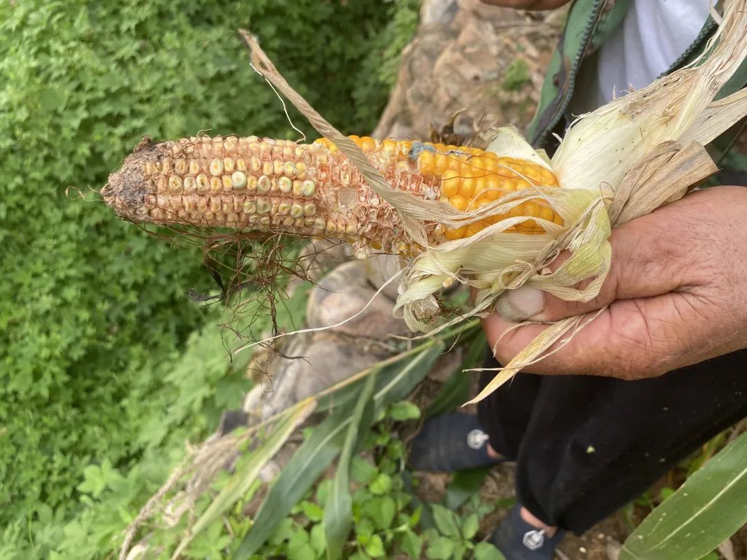 郭振富展示被野猪啃食的玉米.新京报记者 张熙廷 摄