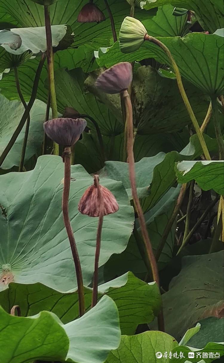 明湖秋初风微凉,荷叶渐老绿满塘