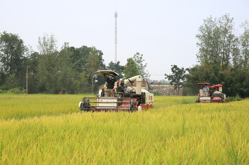 一种两收 降本增产效益高——潢川县再生稻开镰了