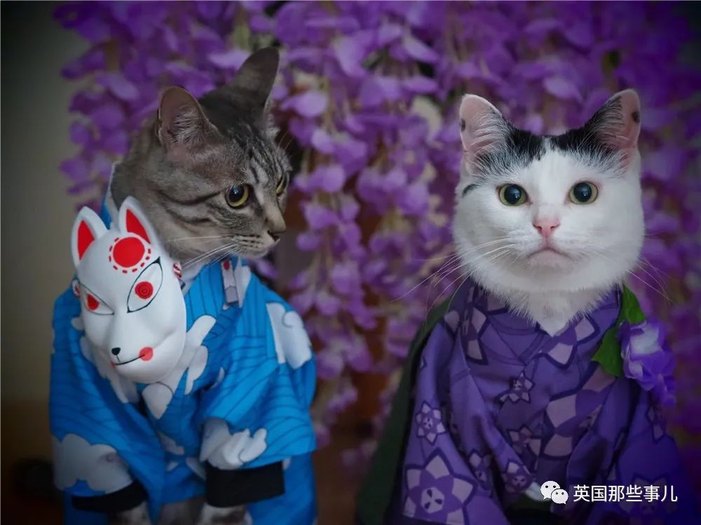 把喵星人打造成cosplay大神简直各种风格都能驾驭