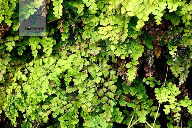 猪鬃草,见过吗?清热解毒,利水通淋.治肺热咳嗽,尿路感染