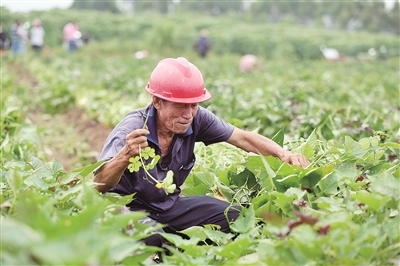 大红薯成宝贝 带来致富“薯”光