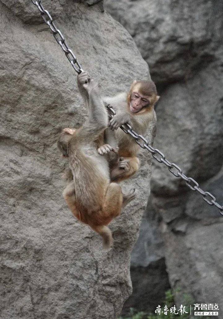 动物园内,两只小猴嬉戏打闹