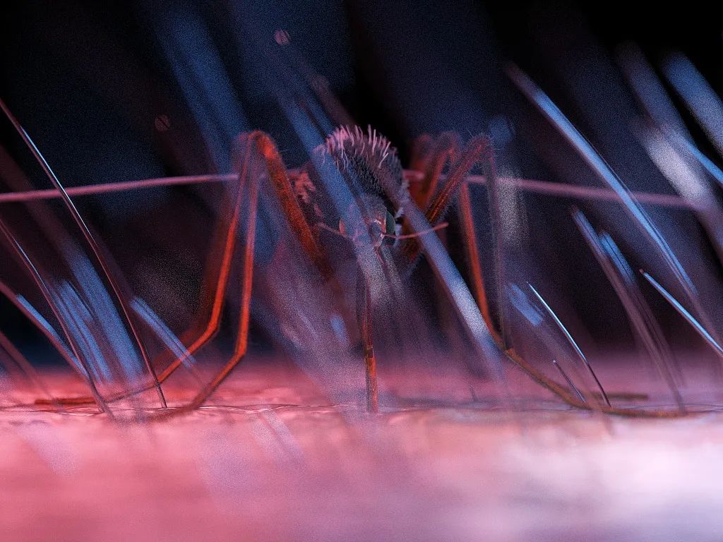 病毒变异传播快：已超2万例 新加坡遇史上最严重登革热疫情