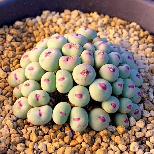 一种多肉里的高富帅,颜值高有内涵,见过的人甚少