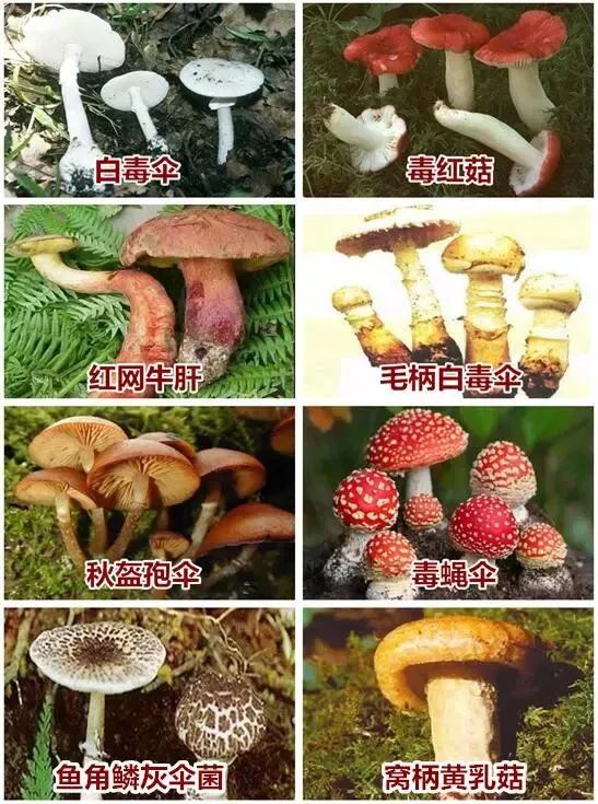 云南有毒蘑菇图片大全图片