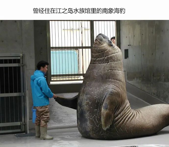 【名嘴手一滑】魏然:神奇动物体型对比