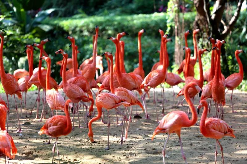 火烈鸟的红色是怎么来的你知道不丨动物蝌学