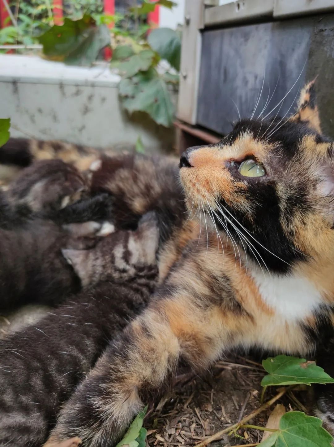 调查 校园流浪猫猛增合理安置成难题 新浪科技 新浪网 调查 校园流浪猫猛增合理安置成难题 新浪科技 新浪网