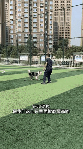 洪水中被救出的狗狗组团去看“救命恩人”，剧情好像不太对……休闲区蓝鸢梦想 - Www.slyday.coM