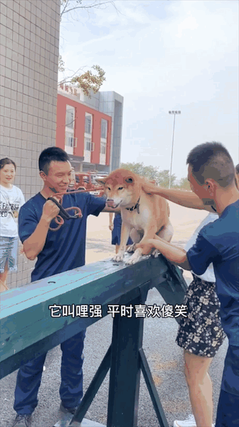 洪水中被救出的狗狗组团去看“救命恩人”，剧情好像不太对……休闲区蓝鸢梦想 - Www.slyday.coM