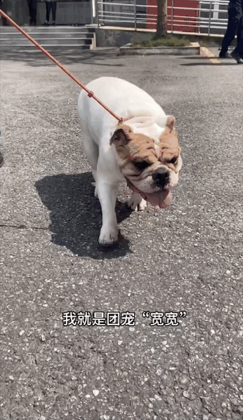 洪水中被救出的狗狗组团去看“救命恩人”，剧情好像不太对……休闲区蓝鸢梦想 - Www.slyday.coM