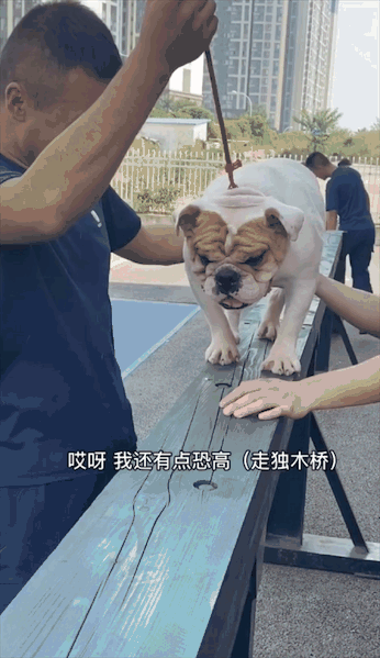 洪水中被救出的狗狗组团去看“救命恩人”，剧情好像不太对……休闲区蓝鸢梦想 - Www.slyday.coM