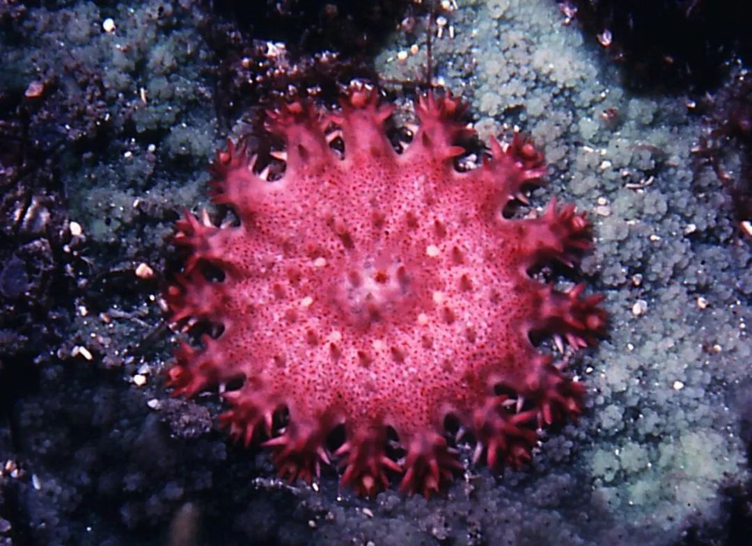 你是魔鬼吗是的