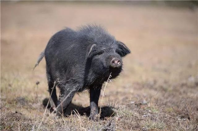 如意甘肃 | 探寻甘南之密——藏香蕨麻猪