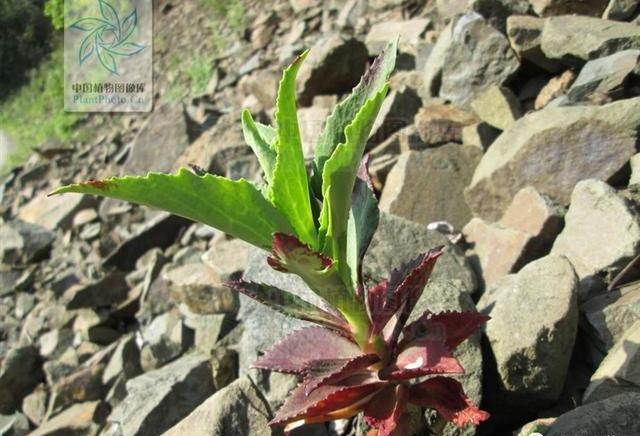 石蝴蝶 见过吗 治挫伤 腰肌劳损 烫伤 带状疱疹 腰肌劳损 带状疱疹 烫伤 新浪新闻