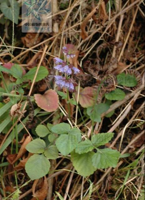 石见穿,见过吗?清热解毒,活血镇痛.治黄疸型肝炎,癌症,肾炎