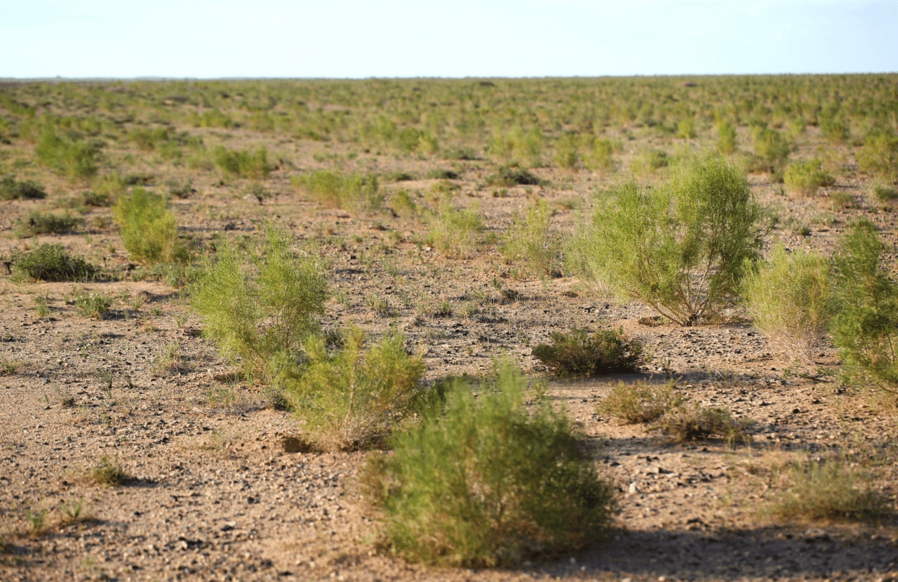 支付宝蚂蚁森林四周年:1 号林发来消息,梭梭「被迫睡着」