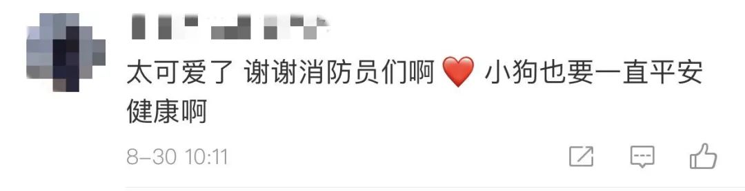 洪水中被救出的狗狗组团去看“救命恩人”，剧情好像不太对……休闲区蓝鸢梦想 - Www.slyday.coM