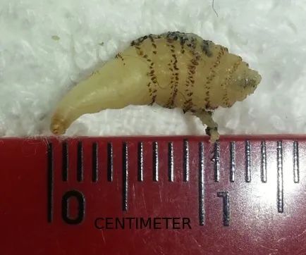 "恶贯满盈"的肤蝇科(oestridae),就是一类以寄生活体动物而闻名的昆虫