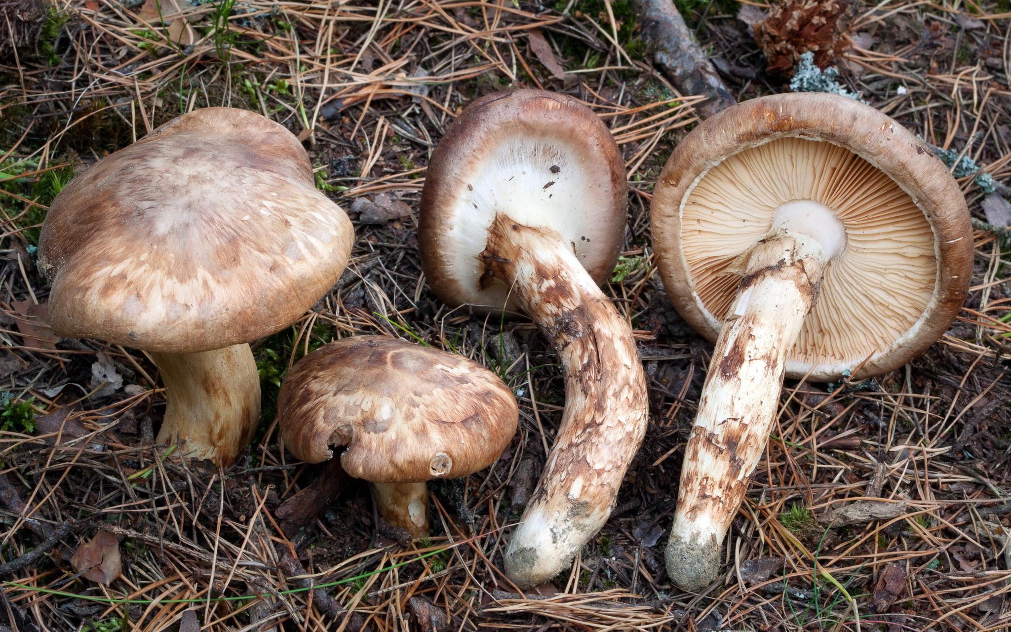 被列入世界濒危物种名录的松茸 今年国内年产量也遇低谷