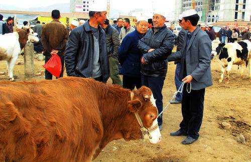 他是一个牛经纪老宋的相牛故事
