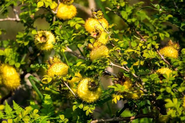 不忘初心,助农扶贫!天泷刺梨开启收果季