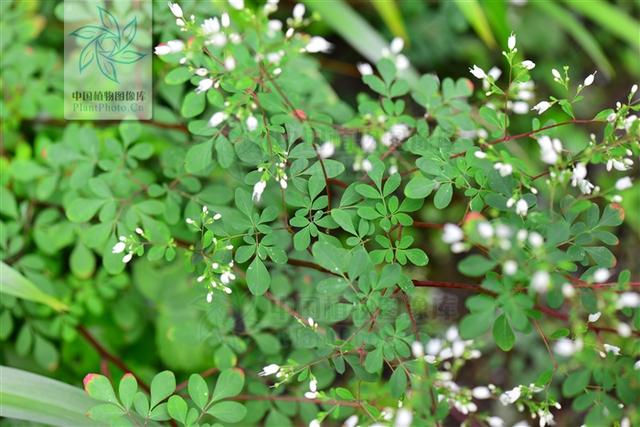 别名石椒草,石交,石胡椒,羊不吃,九牛二虎草,千里马,羊膻草,铜脚地枝