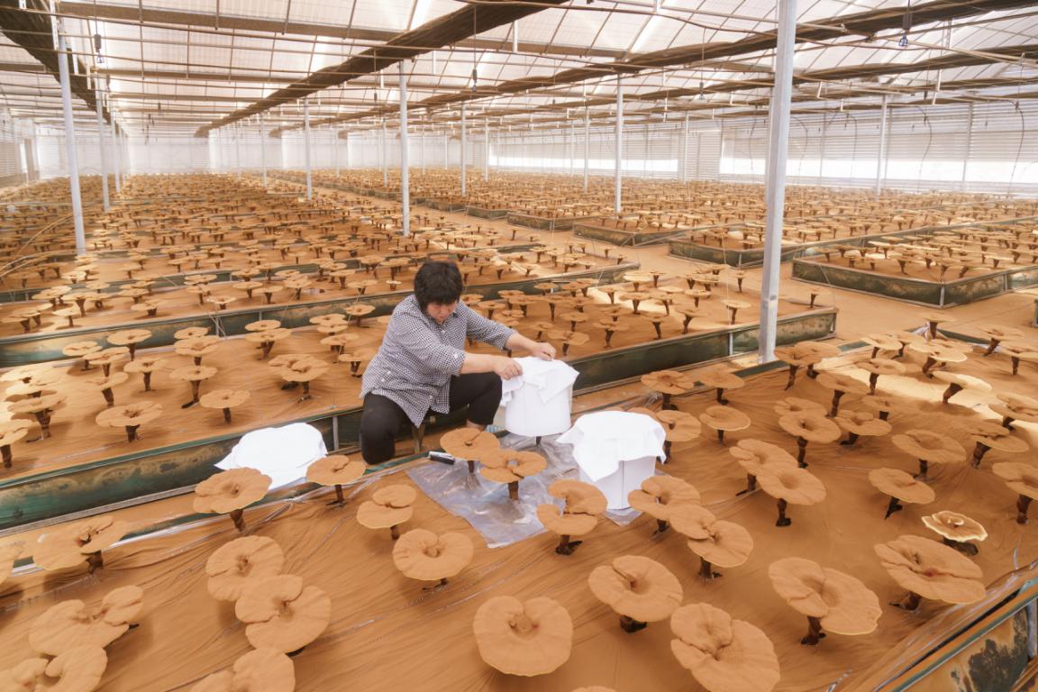 灵芝孢子粉破壁率95和98