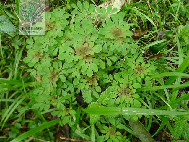 九牛二虎草见过吗能清热解毒活血止痛