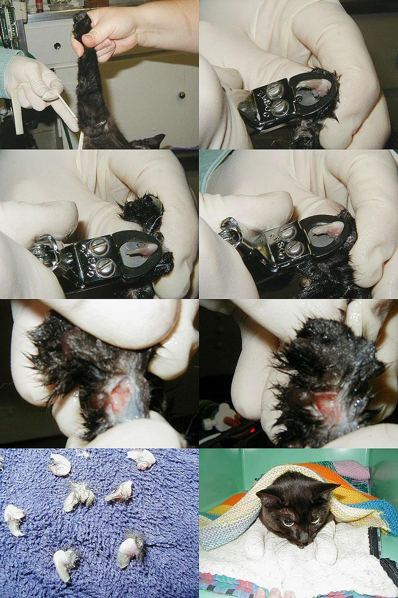 为了省事这些人把猫爪剁了