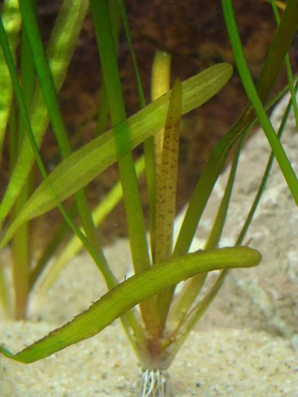 他们在给三亚东岸湿地公园"美容"|苦草|东岸|湿地公园_新浪新闻