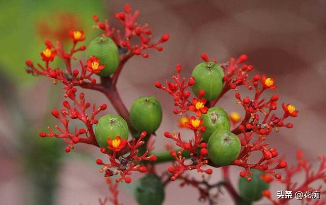 佛肚海棠四季花开不断做盆景漂亮极了懒人都能养好