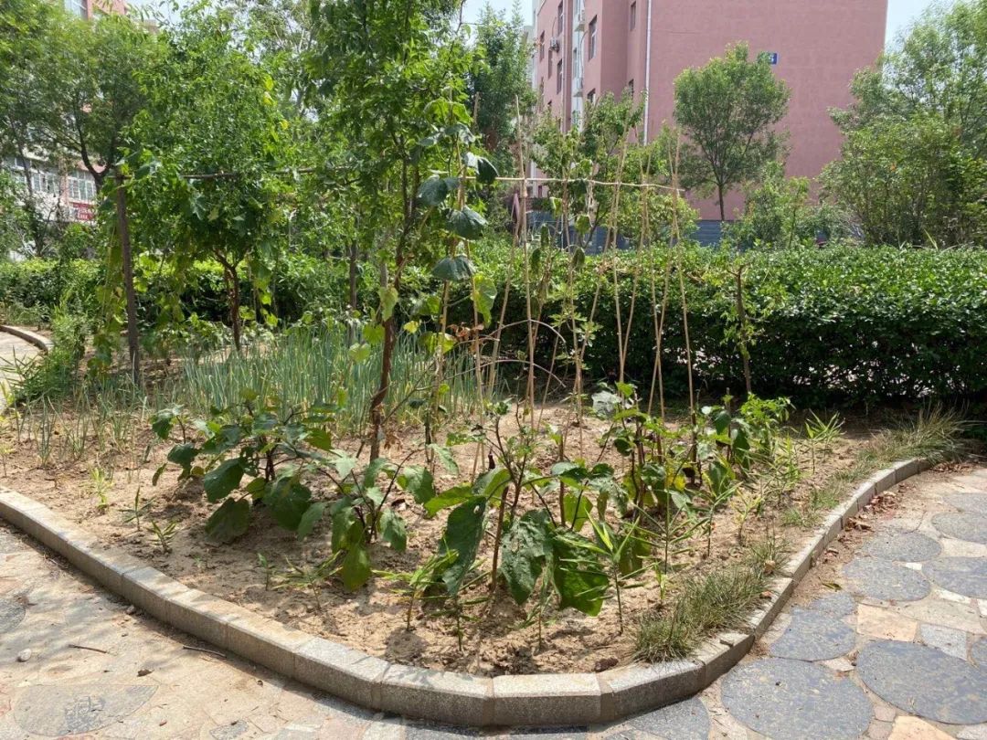 新闻啄木鸟|东营这一小区毁绿种菜现象严重