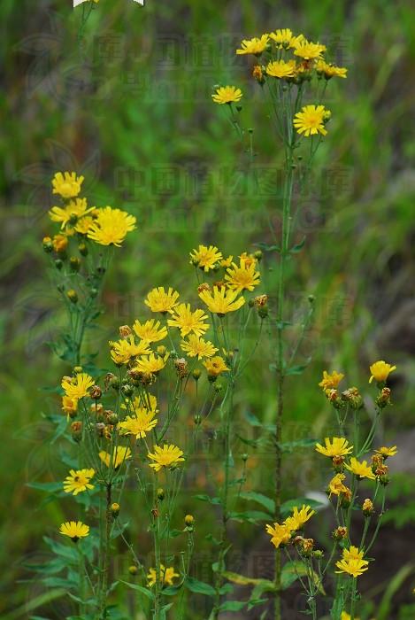 山柳菊,见过吗?能消肿毒