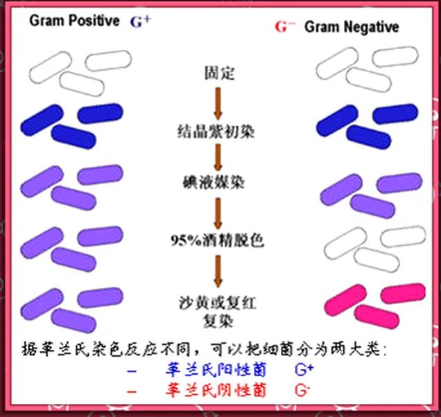 他发现了第一种治疗结核病的抗生素却被助手告上法庭
