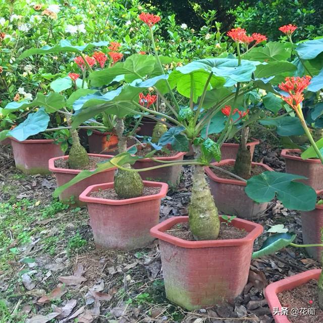 佛肚海棠四季花开不断做盆景漂亮极了懒人都能养好