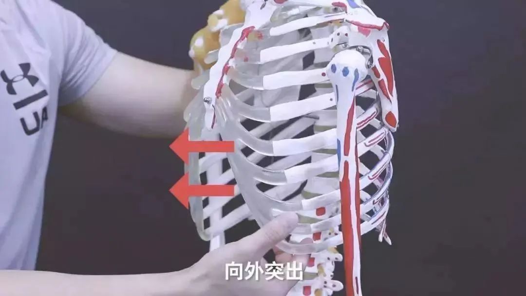 10 个小动作让你轻松变美,胜过运动 2 小时|斜方肌|肋骨|要点_新浪