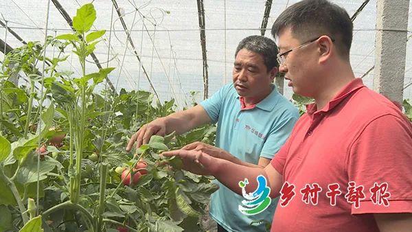 风采| 山东东营武王村第一书记张源强:为西红柿产业