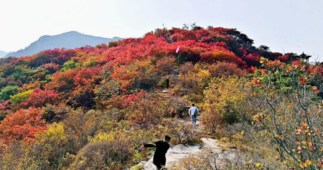 青州十景|北李红叶，看漫山红遍