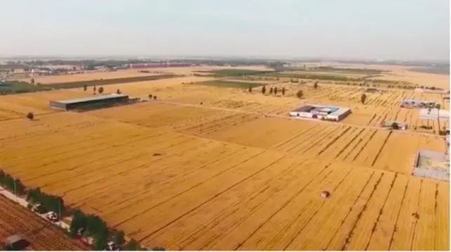 想破头也没想到!牛气冲天的北斗导航和种麦子有啥关系?