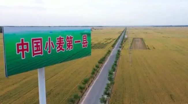 想破头也没想到!牛气冲天的北斗导航和种麦子有啥关系?