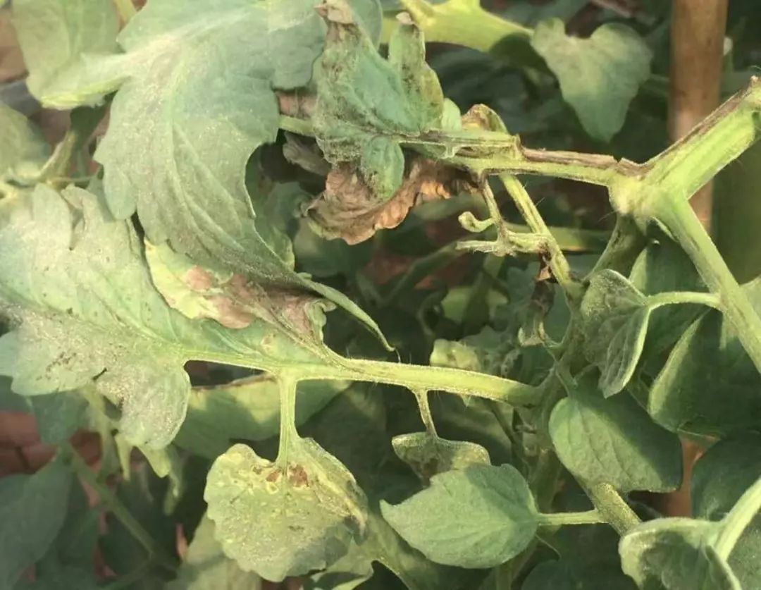 番茄十大常见病害高清图谱防治方法