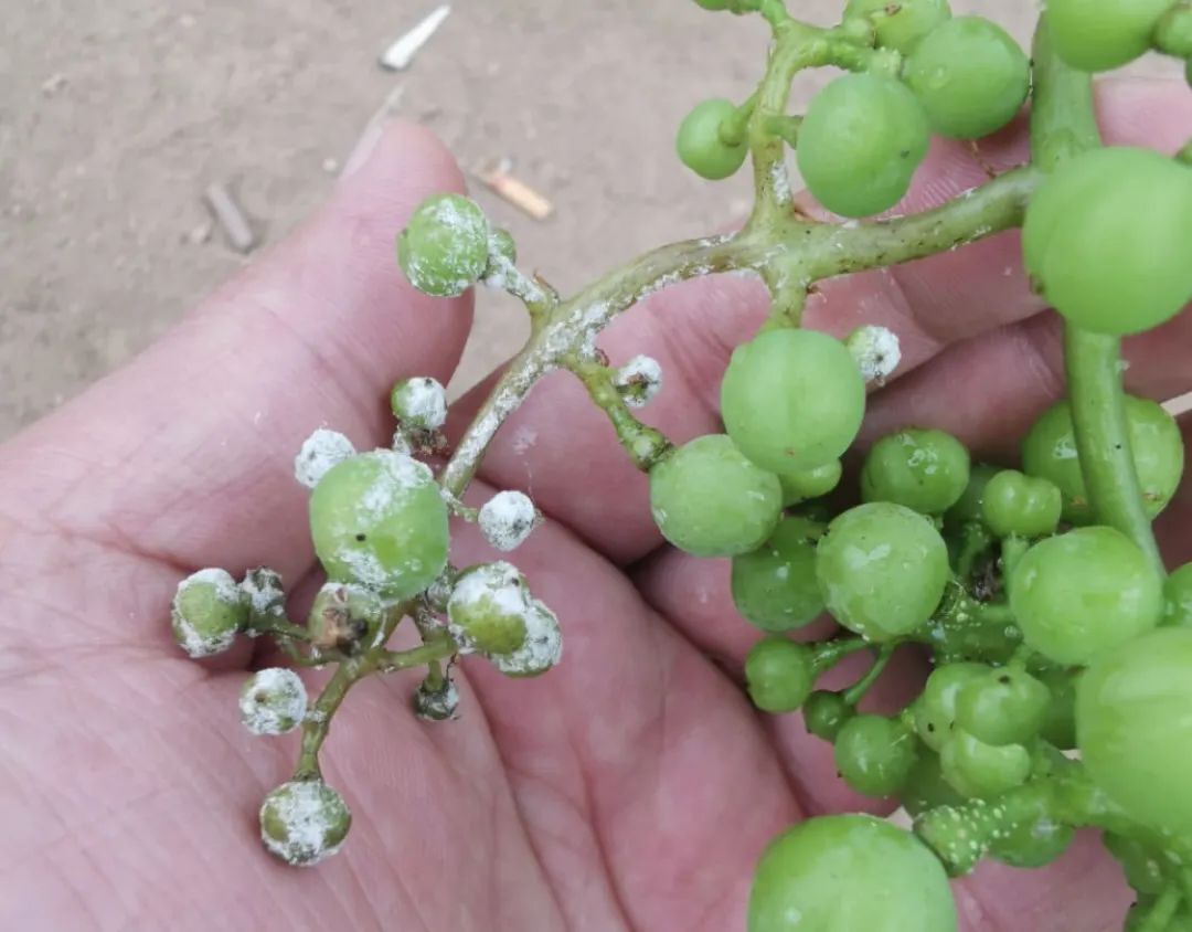葡萄霜霉病的识别与防治梳理版