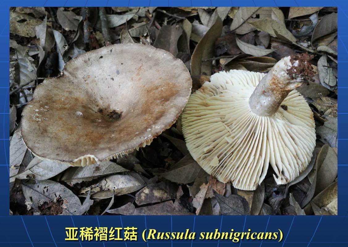 致幻蘑菇刷屏专家野生蘑菇中毒死亡率高达20