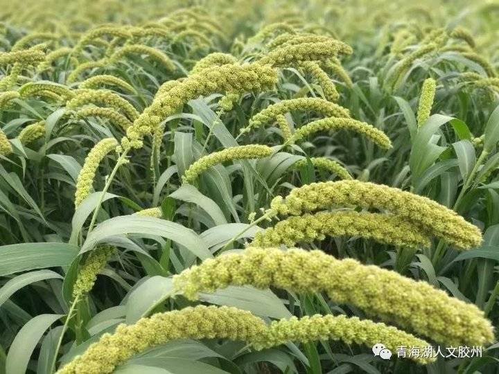 情寄儿时味 谷香飘万家——高志勇的绿色小米情怀