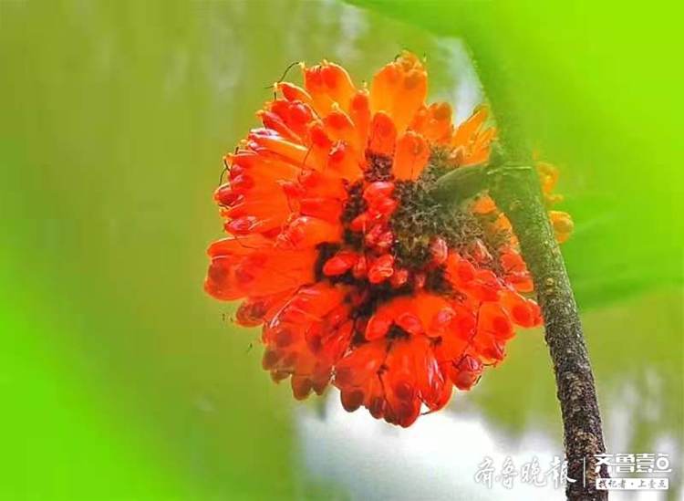 鲜红光亮楮桃果让人馋涎欲滴