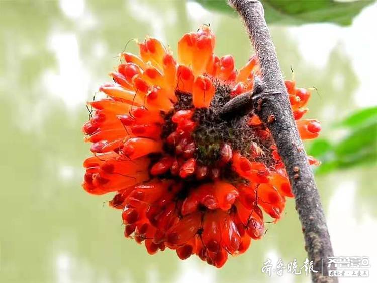 鲜红光亮楮桃果让人馋涎欲滴